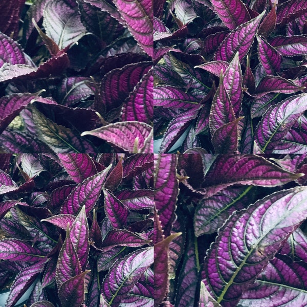 1 Fully Rooted Persian Shield Royal Purple 12 - 15in tall live indoor plant Strobilanthes Dyeriana Houseplant Exotic Neon Purple Rare plant