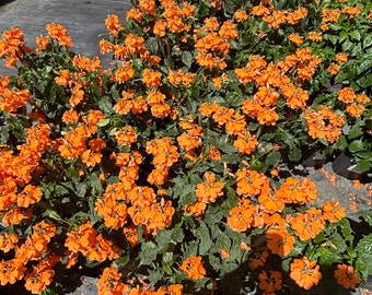1 Fully Rooted “Crossandra ‘Orange Marmalade’ – Vibrant, Live Flowering Plant for Indoor or Outdoor Gardens”
