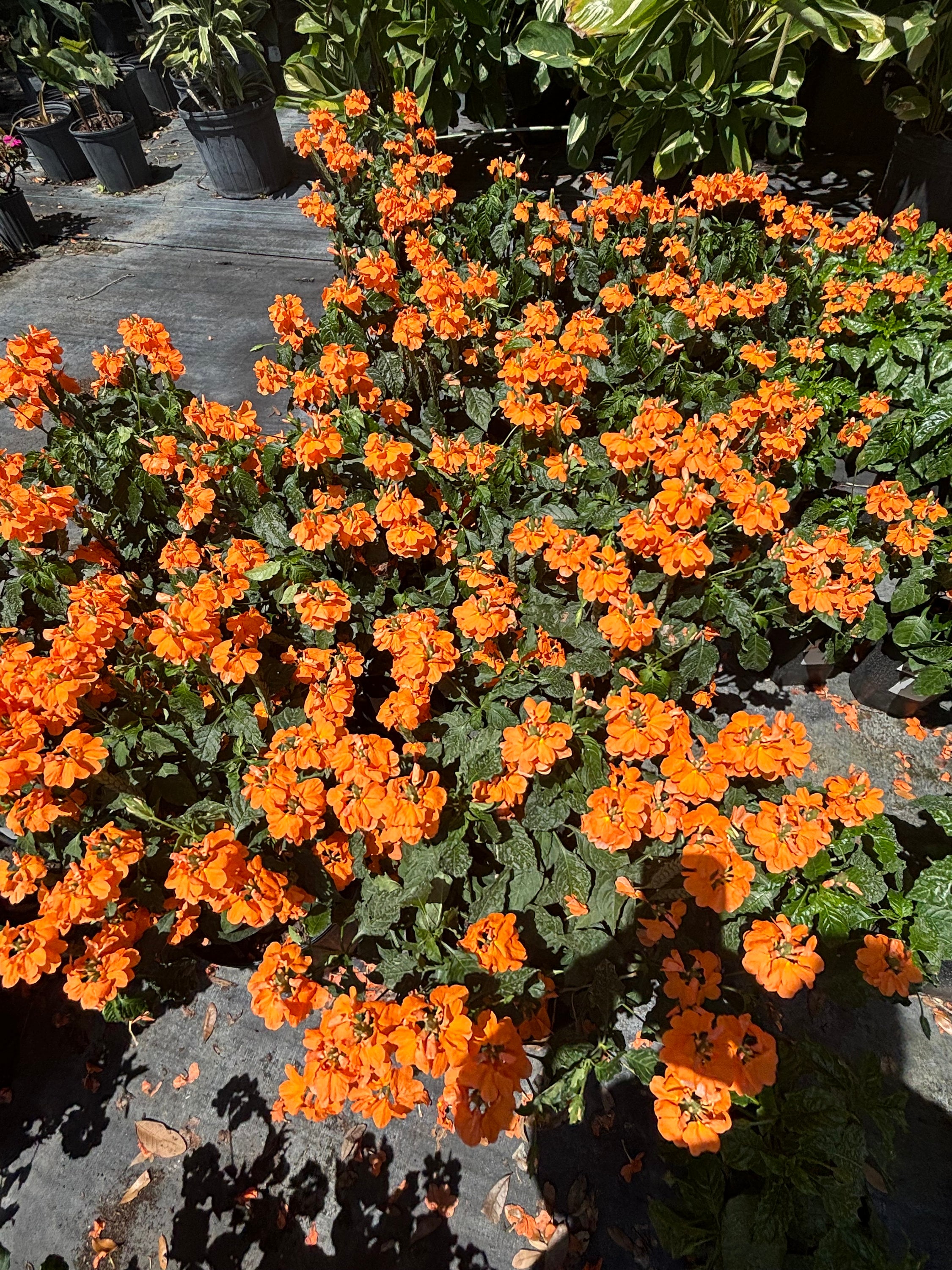 Live Crossandra 'orange Marmalade' Plant – Tropical Indoor/outdoor