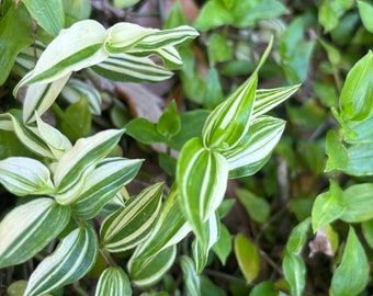 Tradescantia Fluminensis Variegata live plant rooted 5 cuttings or one rooted plant