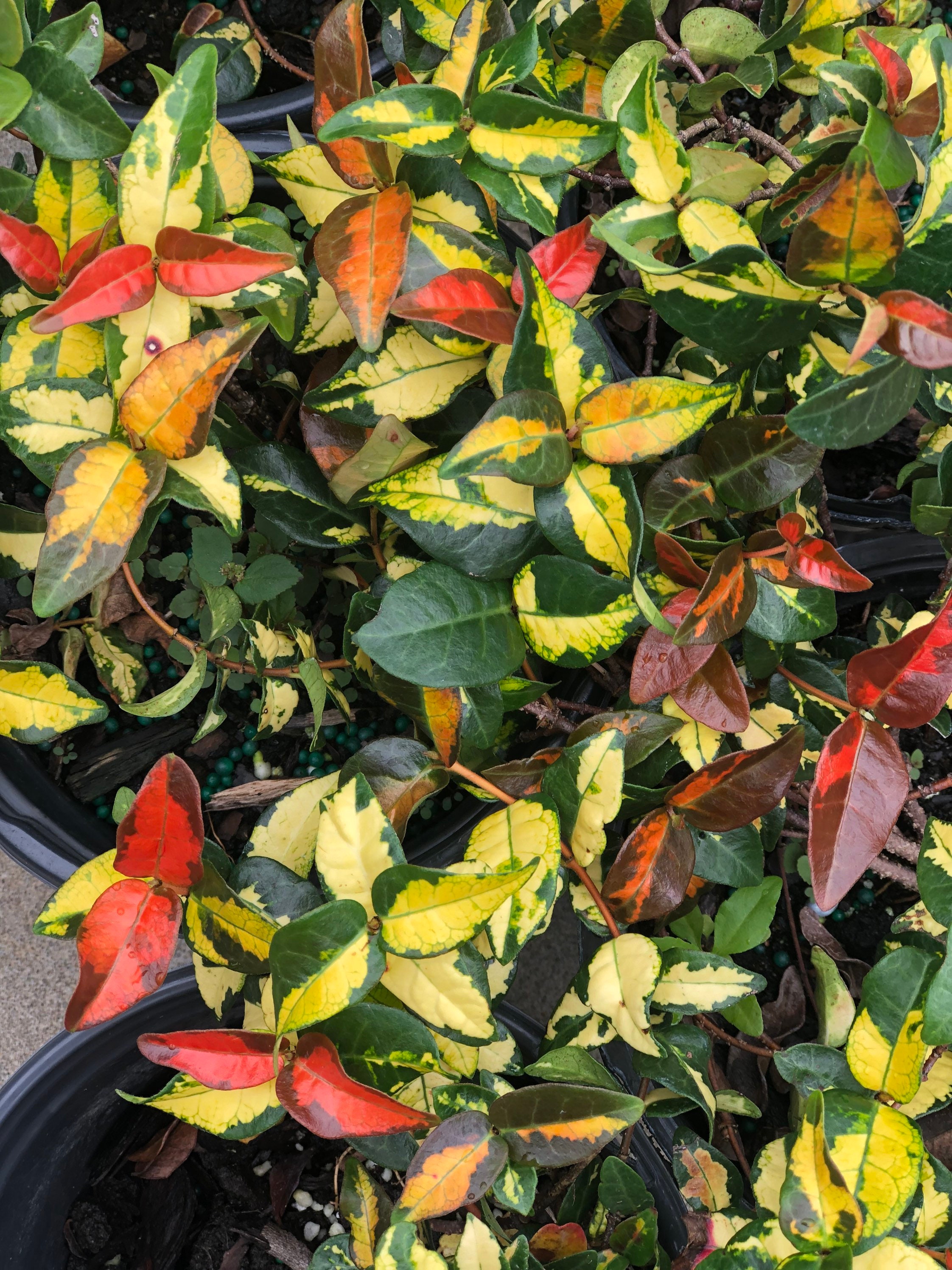 Fully Rooted Live Asiatic Jasmine – Rare Tricolor Red, Yellow