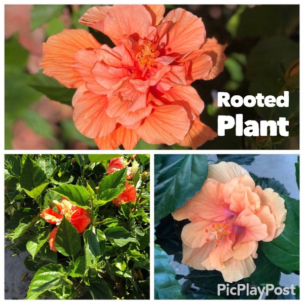 One fully rooted10-12 inches Unique, Rare Tropical Hibiscus Double Bloom Ruffle Flowers Orange rooted plant. Beautiful Flowers Sinensis Bush