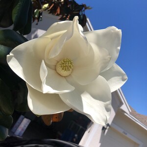 10 Southern Magnolia Cuttings – Grow Magnolia Grandiflora (Bull Bay, Big Laurel) Evergreen Tree – Fast Growing Live Cuttings