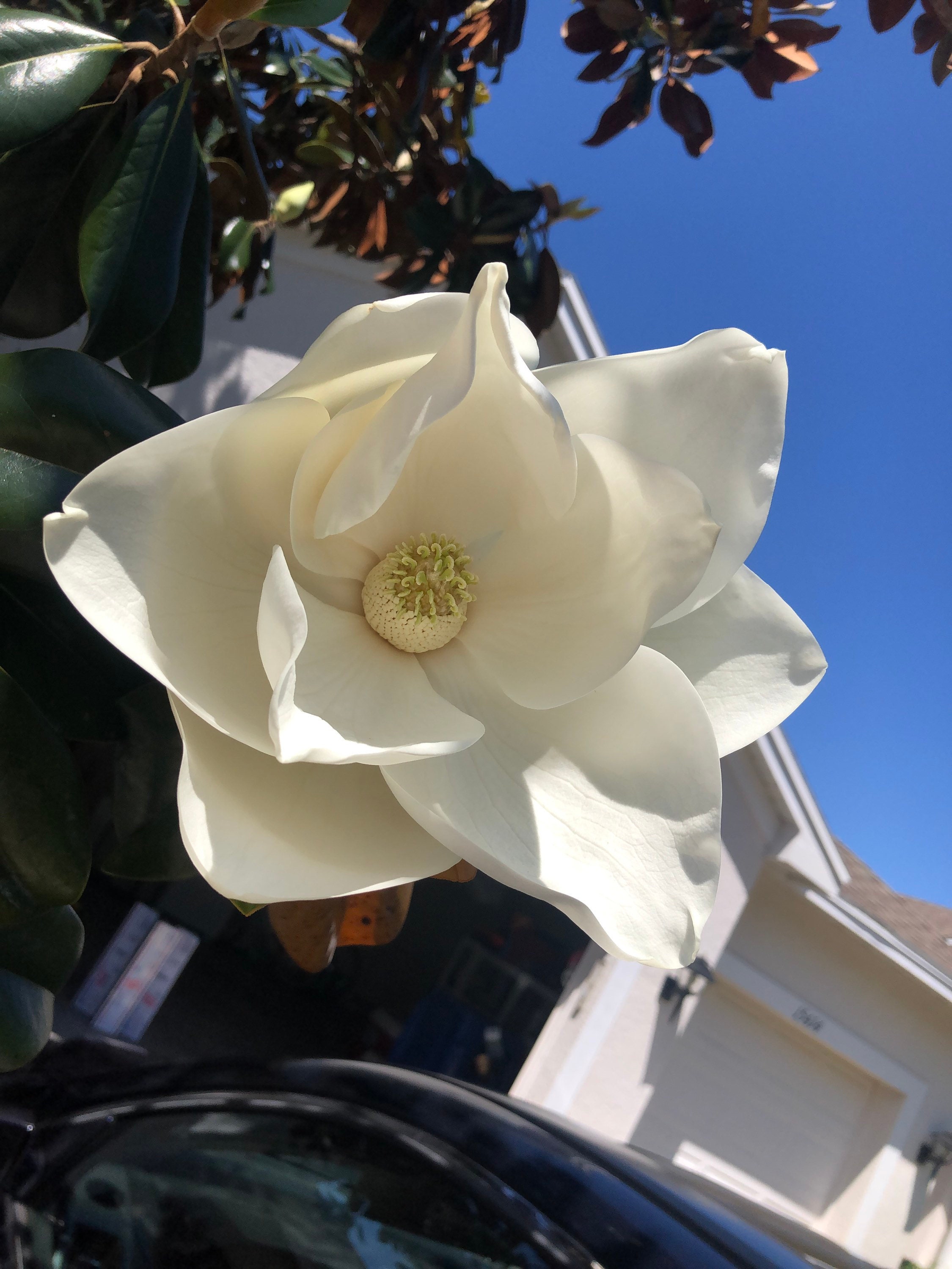 10 Southern Magnolia Cuttings – Grow Magnolia Grandiflora (Bull Bay, Big Laurel) Evergreen Tree – Fast Growing Live Cuttings