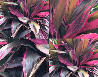 Two cuttings Hawaiian tropical Ti live plant, 10”- 12”tall good luck plant,red house plant, cordyline, fruticosa red leaves, evergreen