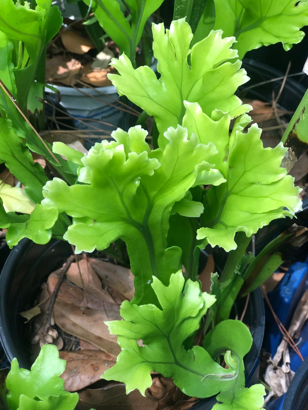 Rare Lettuce Curly Fern Plant 'nephrolepis Exaltata 'emina' / Fern