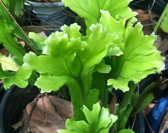 Rare lettuce curly Fern Plant 'Nephrolepis exaltata 'Emina' / Fern Plant / Pet safe & air purifying terrarium plants!