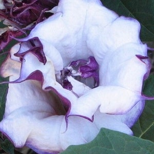 Fastuosa Metal Datura Purple Ballerina Devils Trumpet Exotic Flowering Perennial Rare Metal Purple Rare live plant 2 inches tall image 2