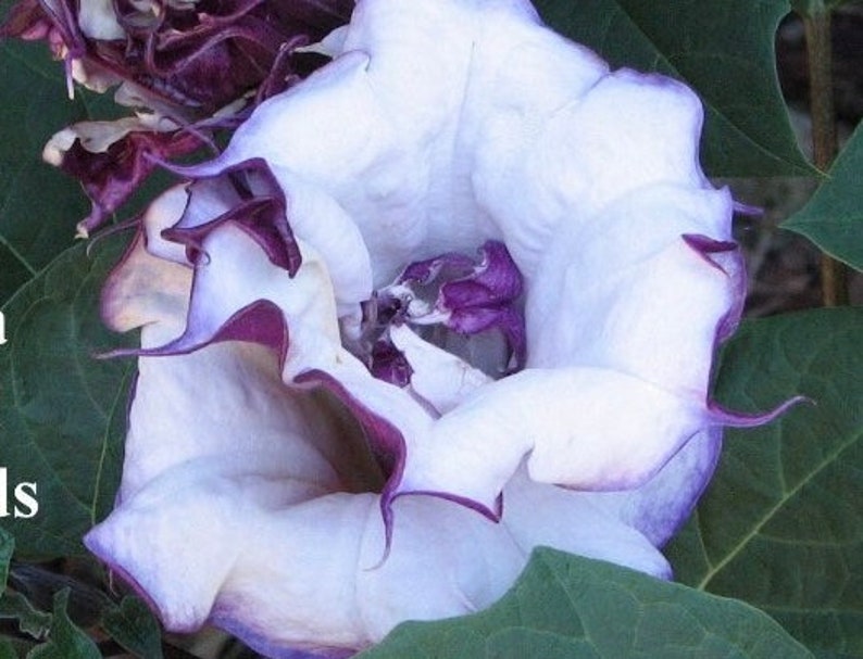 Fastuosa Metal Datura Purple Ballerina Devils Trumpet Exotic Flowering Perennial Rare Metal Purple Rare live plant 2 inches tall image 2