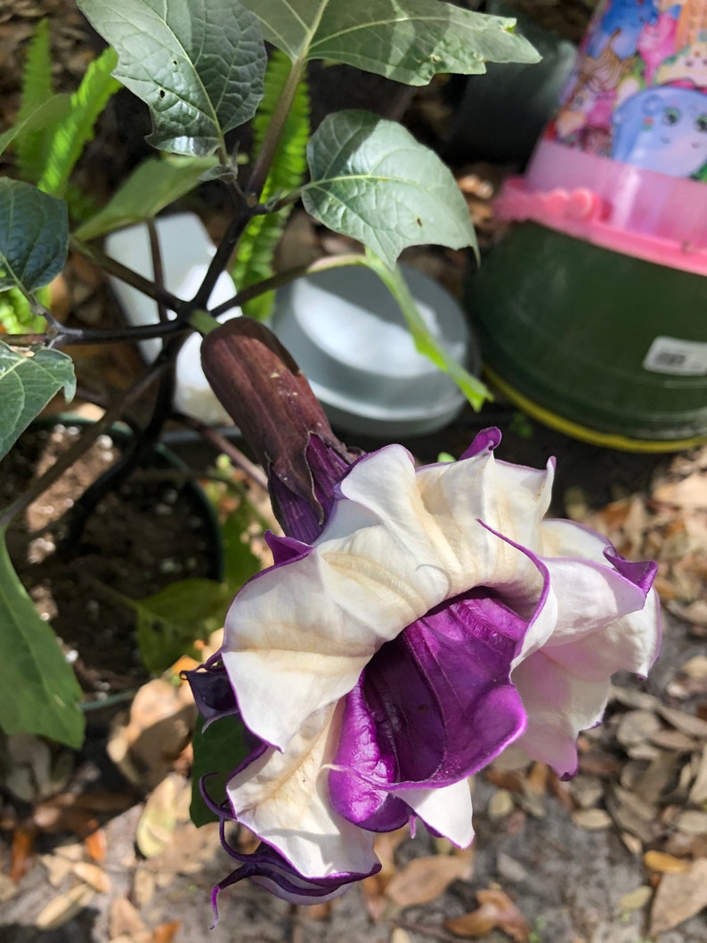 Fastuosa Metal Datura Purple Ballerina Devils Trumpet Exotic Flowering Perennial Rare Metal Purple Rare live plant 2 inches tall image 5