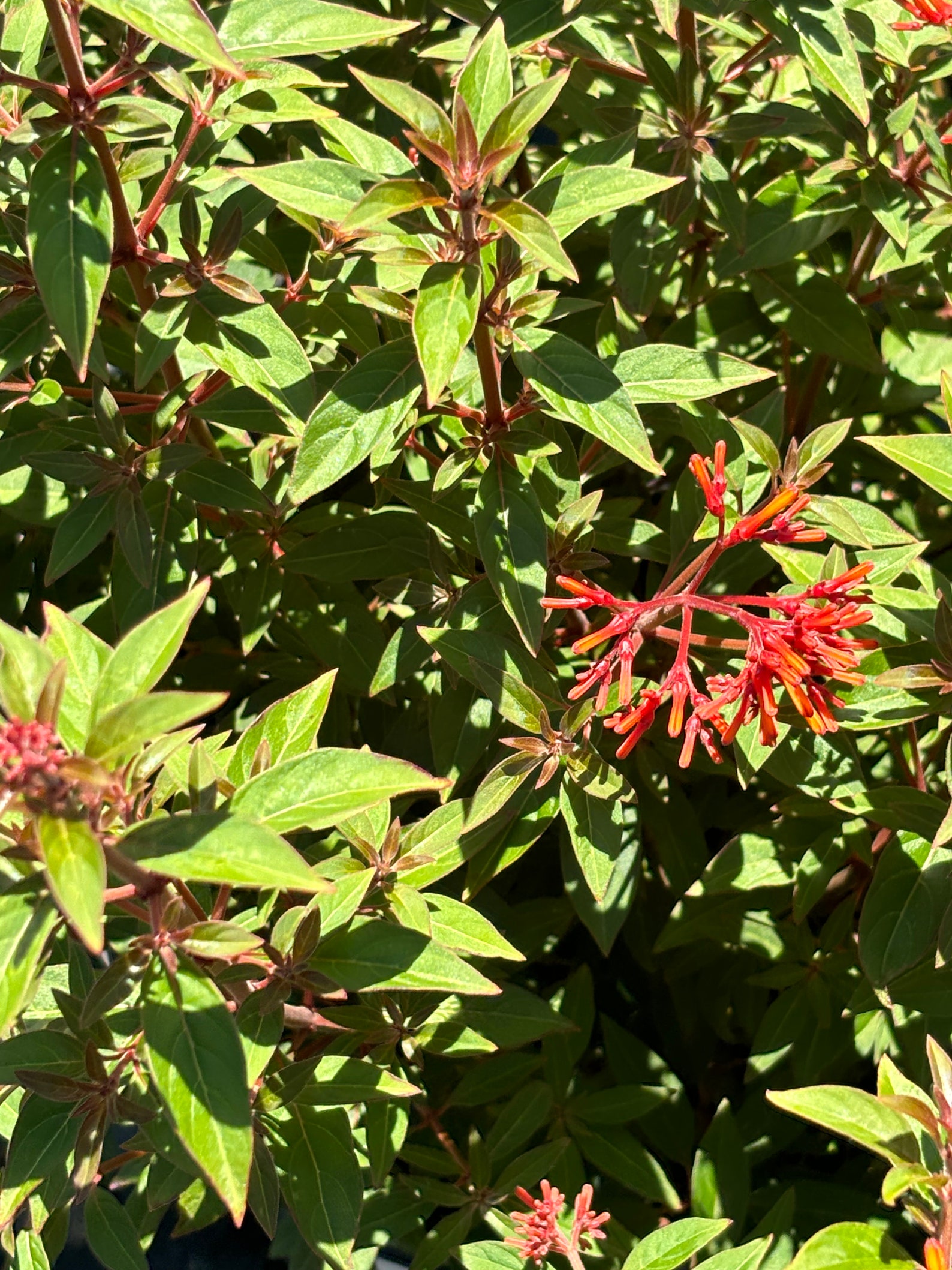 Hummingbird Strub 1 Fully Rooted Firebush Hummingbird Amelia Patens Scarlet Bush ...