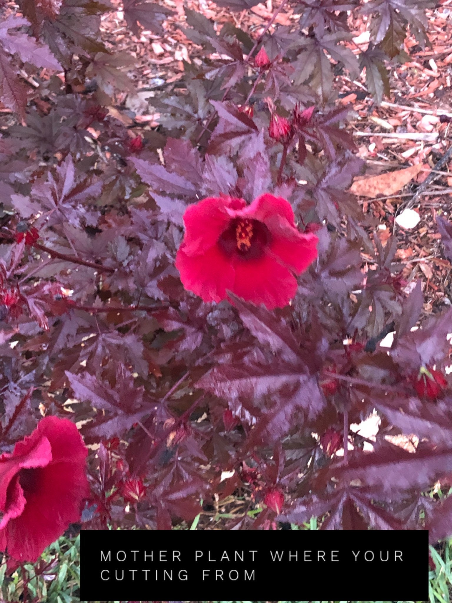 Cranberry Hibiscus live Edible plant one fully rooted plants Etsy