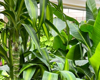 Dracaena fragrans - Large Plants - Mass Cane Plant - Corn Plant live indoor Houseplant Exotic green Rare plant  2 rooted plants cutting