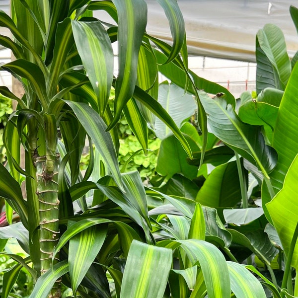 Dracaena fragrans - Large Plants - Mass Cane Plant - Corn Plant live indoor Houseplant Exotic green Rare plant  2 rooted plants cutting