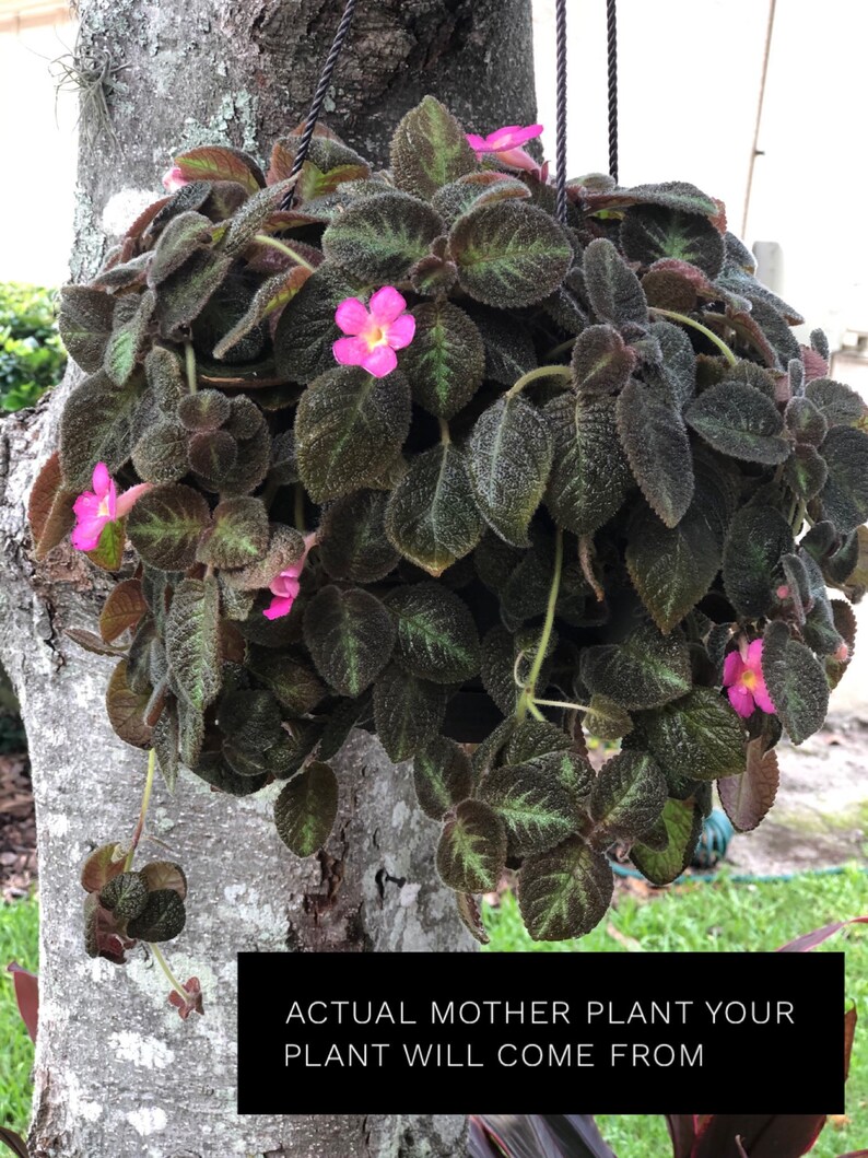 5 cutting Flame African Violet Episcia Cupreata Plant Live