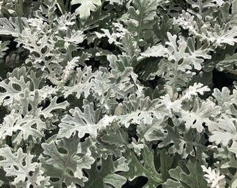 Dusty Miller Live Plant  Fully Rooted Jacobaea maritima cineraria. Mounding Annual Perennial Houseplant. Rare Gift  Easy Care  Silver Grey