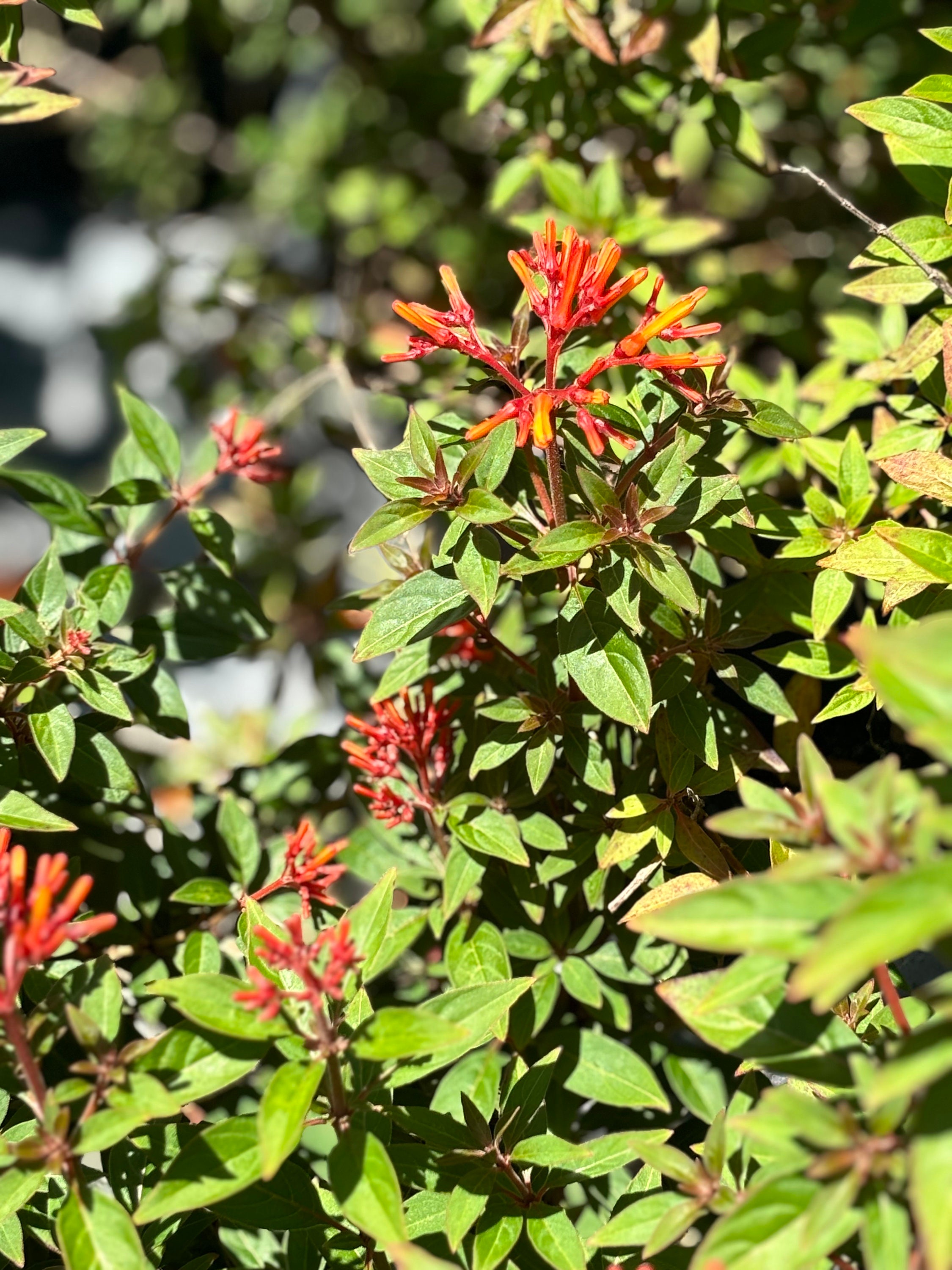 Firebush 1 Fully Rooted Firebush Hummingbird Amelia Patens Scarlet Bush ...