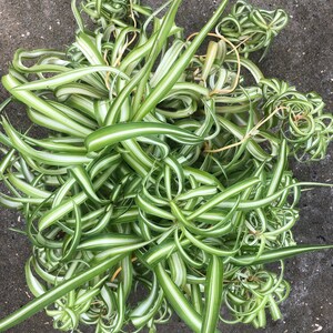 Rooted Bonnie Spider Plant | Chlorophytum Comosum | Air-Purifying Indoor Houseplant | Airplane Variegated | Mom Gift Idea