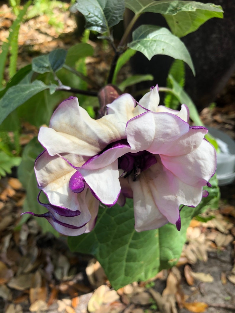 Fastuosa Metal Datura Purple Ballerina Devils Trumpet Exotic Flowering Perennial Rare Metal Purple Rare live plant 2 inches tall image 1