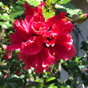 Sets of 14 Assorted Cuttings – Unique Rare Double Bloom Tropical Hibiscus, Red & Orange Ruffled Flowers, Fresh, Easy Rooting