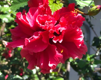 Sets of 14 Assorted Cuttings – Unique Rare Double Bloom Tropical Hibiscus, Red & Orange Ruffled Flowers, Fresh, Easy Rooting