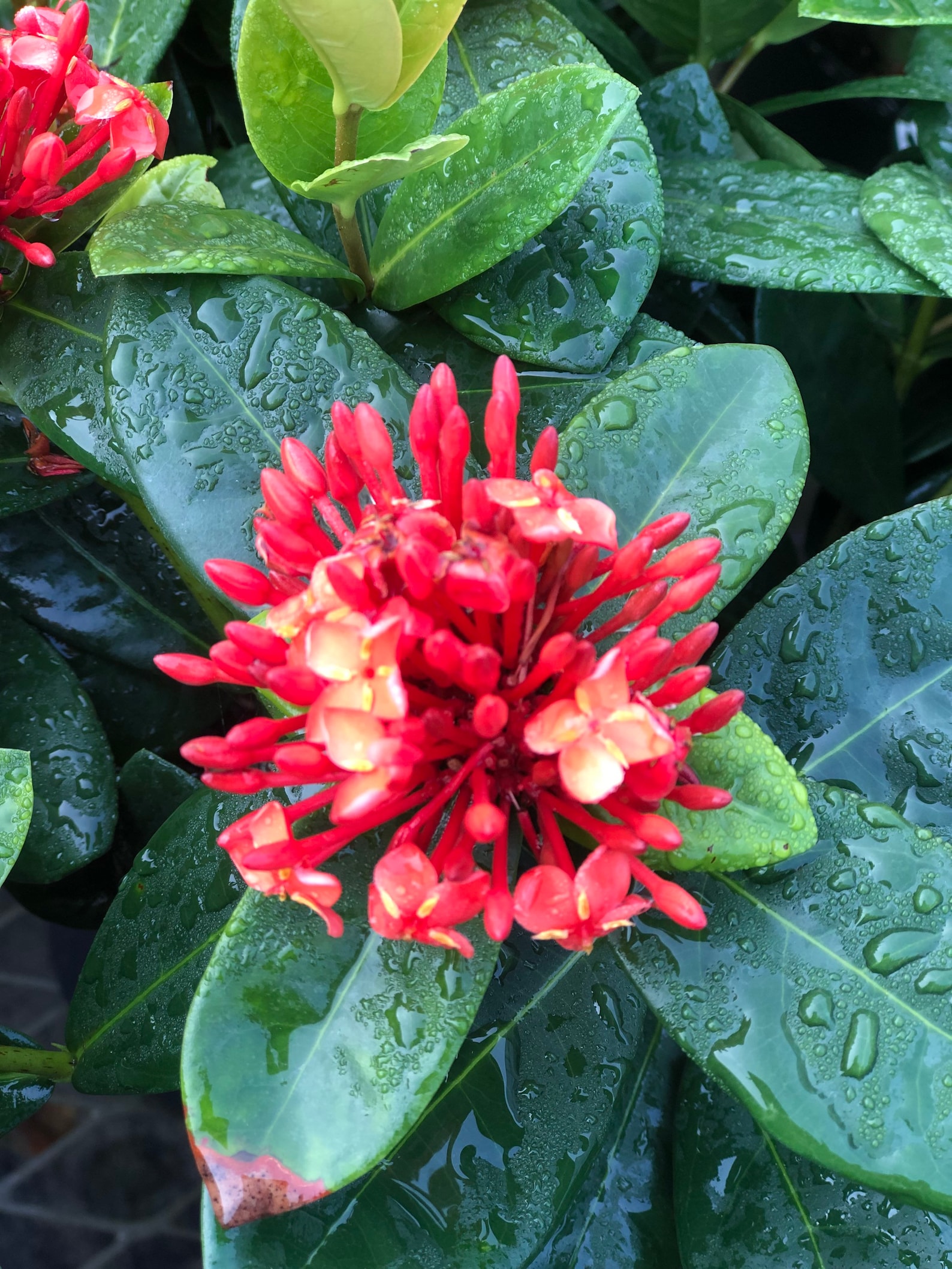 Exciting Red Maui Ixora Photos