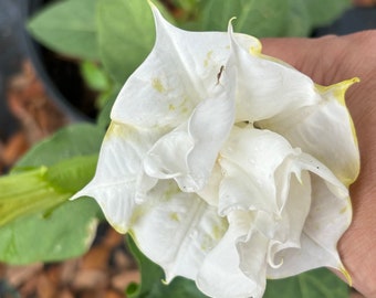 Fastuosa Metal Datura “white” Ballerina” Devil’s Trumpet Exotic Flowering Perennial Rare Metal white  Rare live plant 4 to 6 inches tall