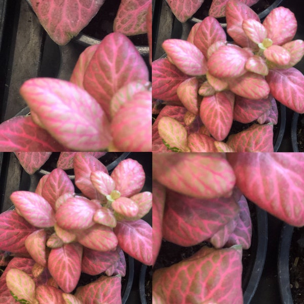 Fittonia albivenis Pink I lost the tag live plant rooted 4 to 6 inches tall pink Nerve house plant hard to find very rear plant