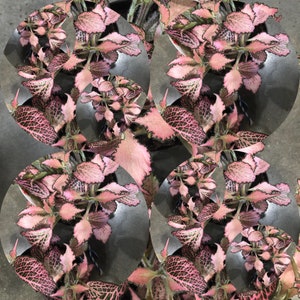 Fittonia Albivenis Frankie live plant one rooted  4-6 inches tall pink Nerve house plant hard to find very rare plant Christmas gift holiday