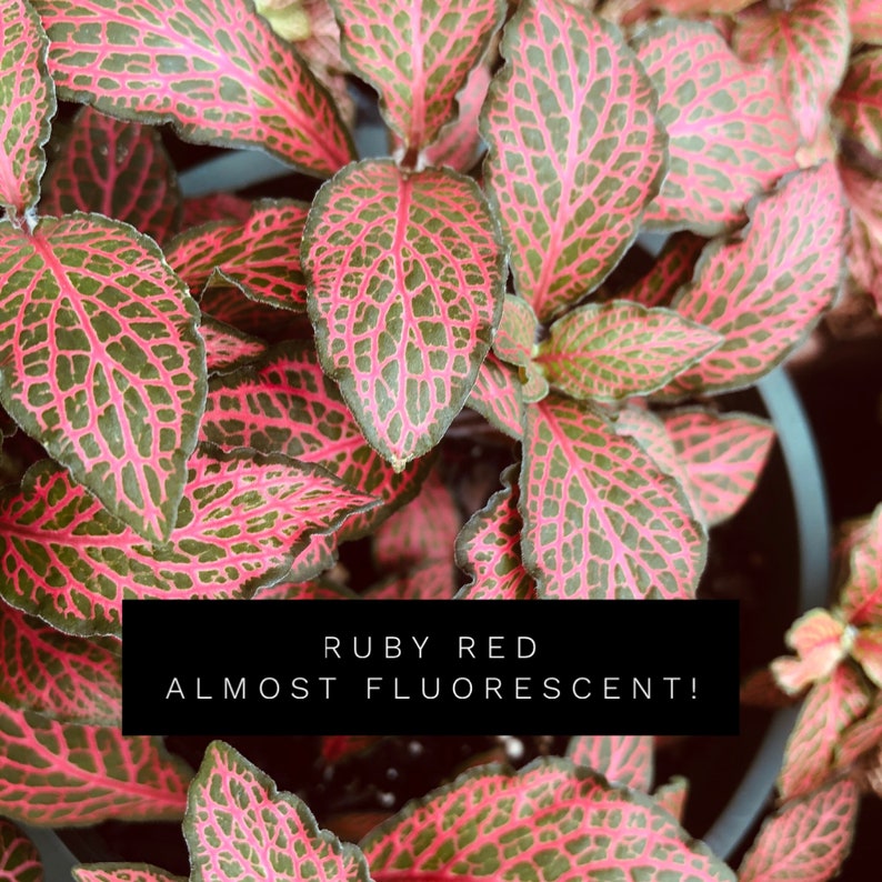 Fittonia 5 varieties Nerve Plant Ruby Red Superba Pink