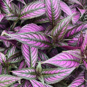 1 Fully Rooted Persian Shield Royal Purple 12 15in tall live indoor plant Strobilanthes Dyeriana Houseplant Exotic Neon Purple Rare plant image 7