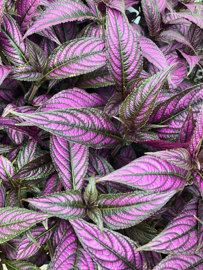 1 Fully Rooted Persian Shield Royal Purple 12 15in tall live indoor plant Strobilanthes Dyeriana Houseplant Exotic Neon Purple Rare plant image 7