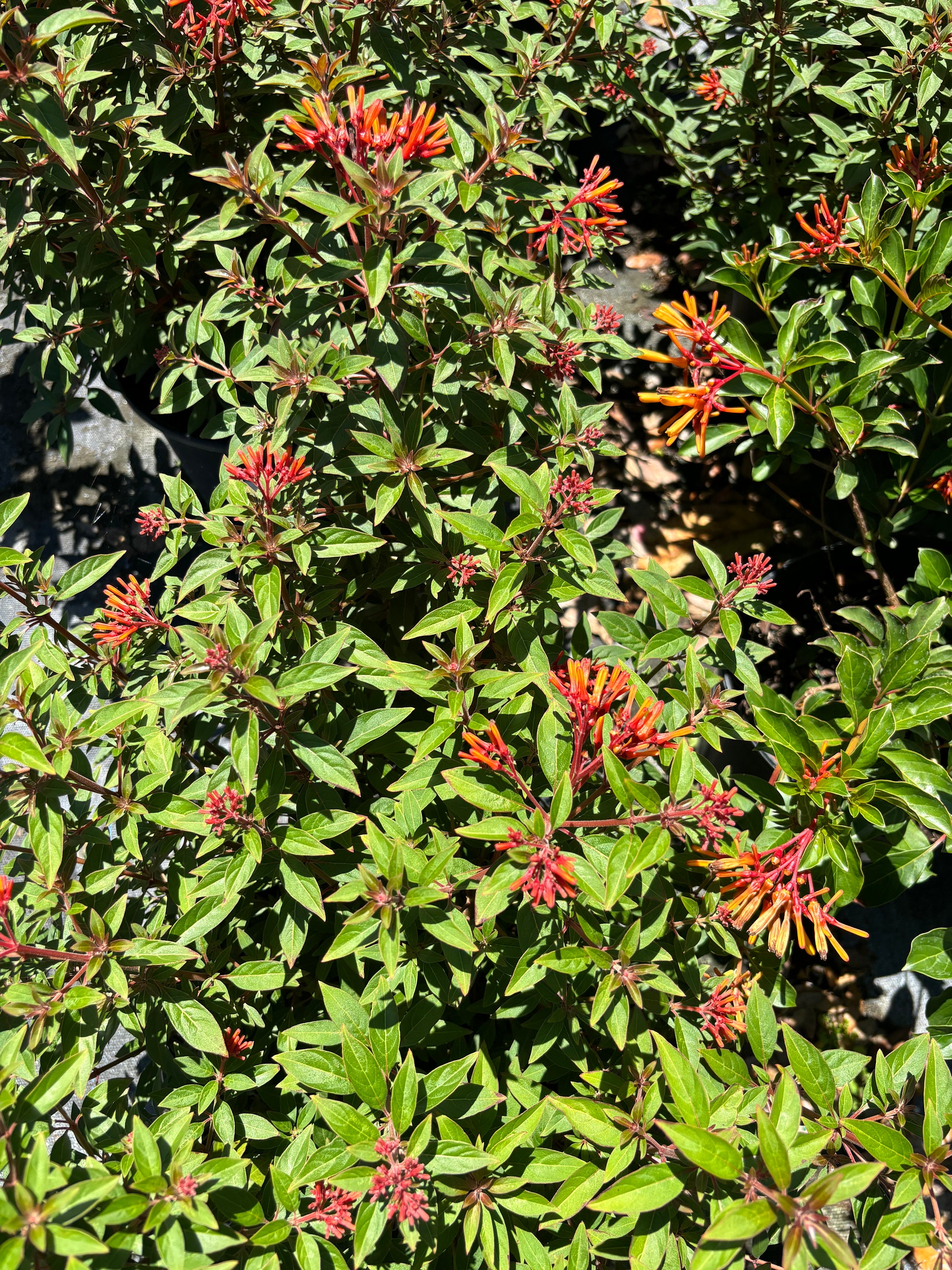 Firebush 1 Fully Rooted Firebush Hummingbird Amelia Patens Scarlet Bush ...