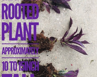 1 Fully Rooted Persian Shield Royal Purple 12 - 15in tall live indoor plant Strobilanthes Dyeriana Houseplant Exotic Neon Purple Rare plant