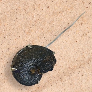 Vintage Sterling Silver Ammonite Fossil Stick Pin – Hallmarked Birmingham, Natural History Jewellery
