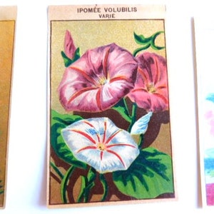 20 Vintage French Flower Seed Packet Labels 1920-30s Not Reprints image 4