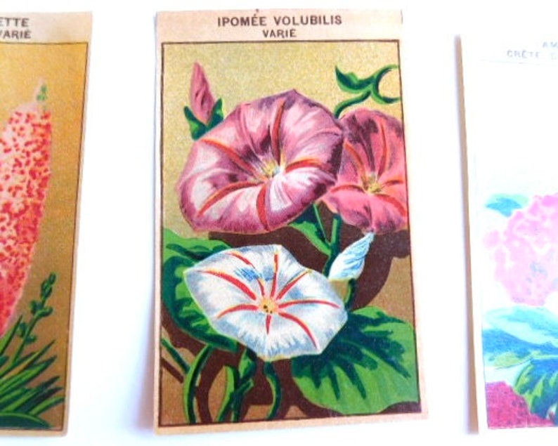 20 Vintage French Flower Seed Packet Labels 1920-30s Not Reprints image 4