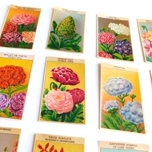 20 Vintage French Flower Seed Packet Labels 1920-30s Not Reprints image 3