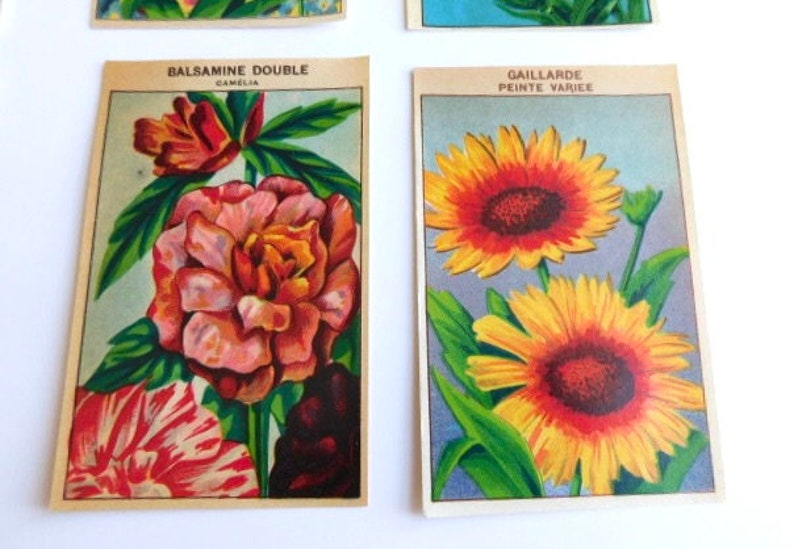 20 Vintage French Flower Seed Packet Labels 1920-30s Not Reprints image 5