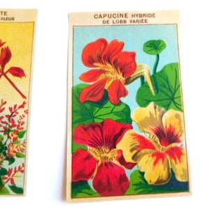 20 Vintage French Flower Seed Packet Labels 1920-30s Not Reprints image 1