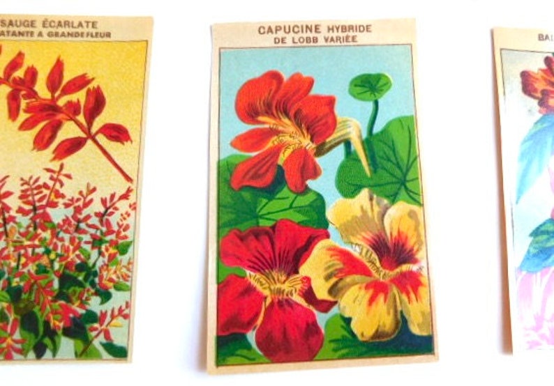 20 Vintage French Flower Seed Packet Labels 1920-30s Not Reprints image 1