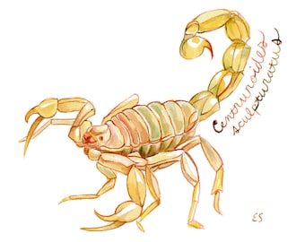 Arizona Bark Scorpion 8x8 Fine Art Print, Centruroides sculpturatus, Arachnid, Arthropod, Invertebrate, Desert Animal Illustration