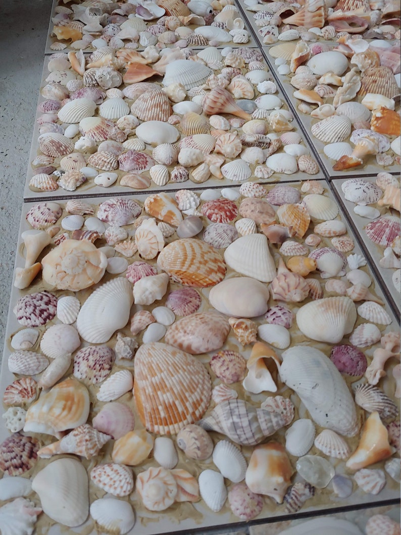 Seashell Tile, Coastal Decor, Beach Shell Mosaic (12.25" X 12.25") - Etsy