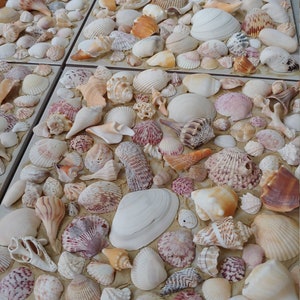 Może przedstawiać: Kolekcja muszli ułożonych na powierzchni wyłożonej płytkami. Muszle są różnych kształtów, rozmiarów i kolorów, w tym białe, brązowe, różowe i pomarańczowe. Niektóre muszle mają gładką fakturę, podczas gdy inne mają szorstką fakturę.