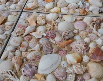 Coastal Decor, Shell Tiles, Fireplace Tiles, Sea Shells, Decorative Tiles, Tabby, 12.25" x 12.25" Tumbled Stone
