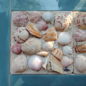 Coastal Decor, Shell Tiles, Fireplace Tiles, Sea Shells, Decorative Tiles, Beach Wedding Decor, Tabby, 6&quot; x 6&quot; Tumbled Stone