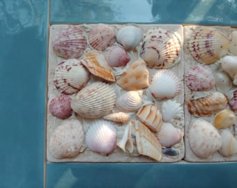 Coastal Decor, Shell Tiles, Fireplace Tiles, Sea Shells, Decorative Tiles, Beach Wedding Decor, Tabby, 6" x 6" Tumbled Stone