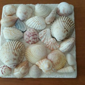 May include: A collection of seashells of various shapes and sizes, arranged on a white surface. The shells are a mix of white, brown, and pink.