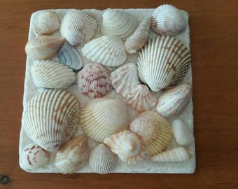 Coastal Decor, Shell Tiles, Fireplace Tiles, Sea Shells, Decorative Tiles, Tabby, 4" x 4" Tumbled Stone