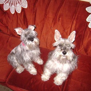 May include: Two Schnauzer dogs with gray and white fur sit on a red velvet couch. One dog wears a pink collar. White lace doilies decorate the back of the couch. The dogs are looking at the camera.